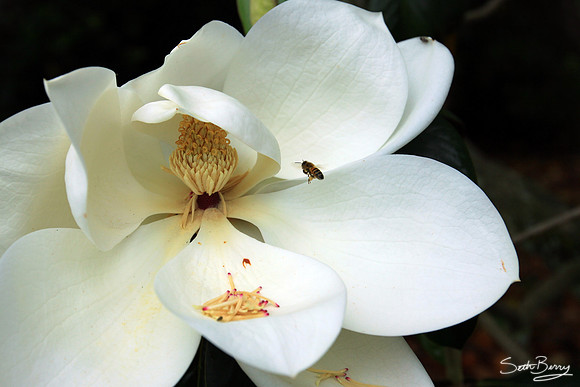 Redcliffe Plantation Magnolias