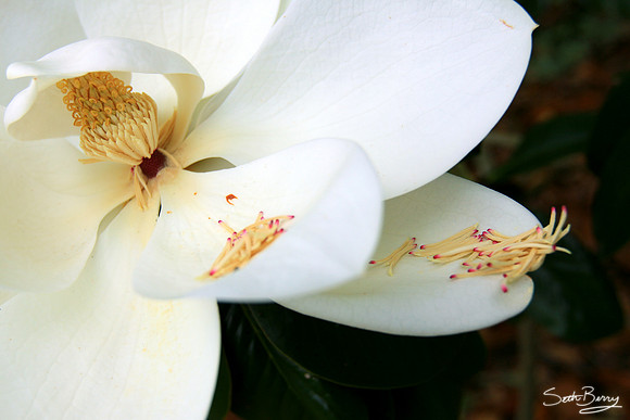 Redcliffe Plantation Magnolias