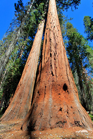 Mariposa Grove