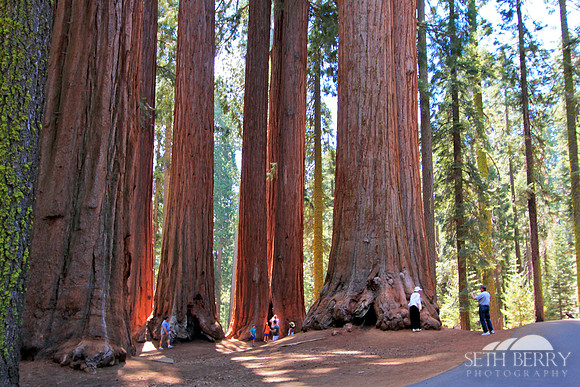 Sequoia National Park