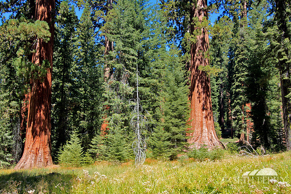 Mariposa Grove