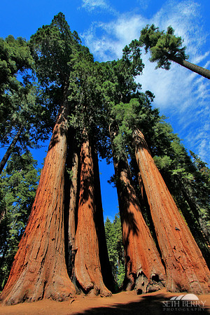 Sequoia National Park
