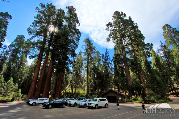 Grant Grove, Kings Canyon National Park