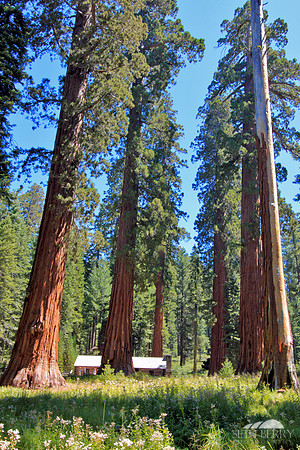 Mariposa Grove