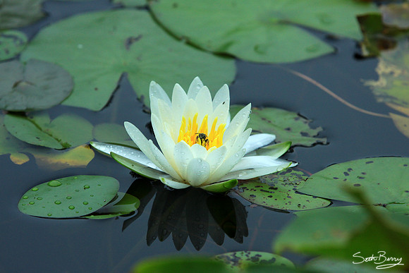 Aiken State Park Lily Pad