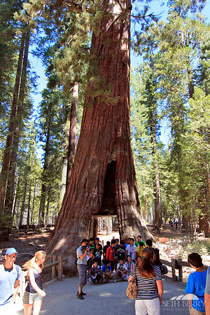 California Tunnel Tree