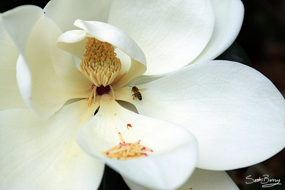 Redcliffe Plantation Magnolias