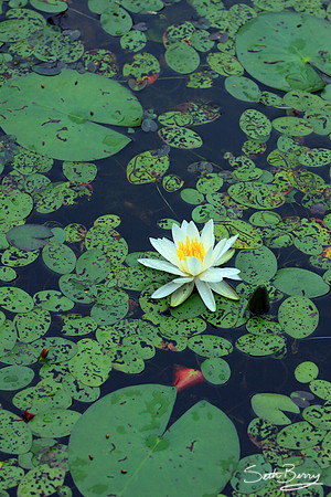 Aiken State Park Lily Pad