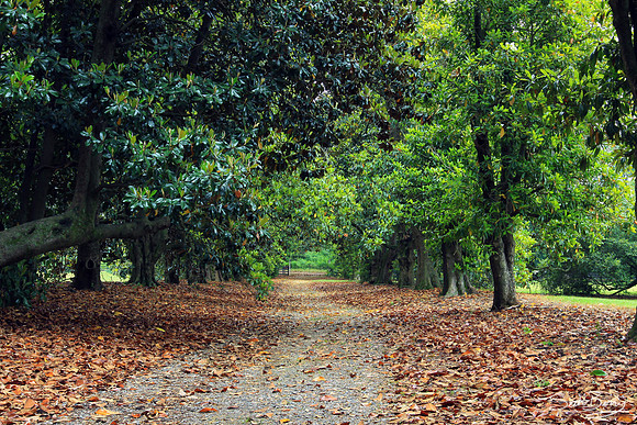 Magnolia Lane