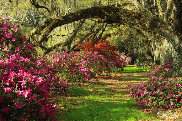 Magnolia Gardens