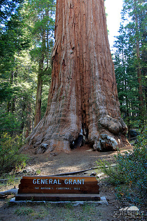General Grant, Kings Canyon National Park