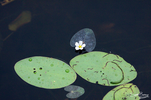 Aiken State Park Lily Pad