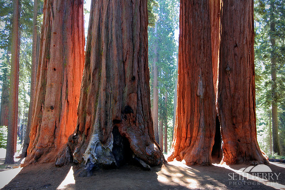 Sequoia National Park