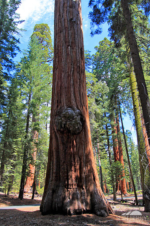 Sequoia National Park