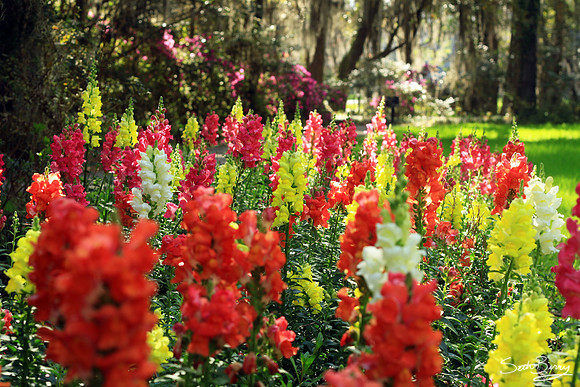 Spring Flowers