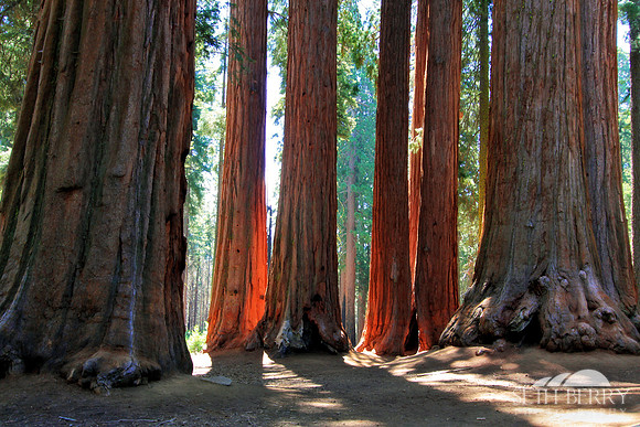 Sequoia National Park