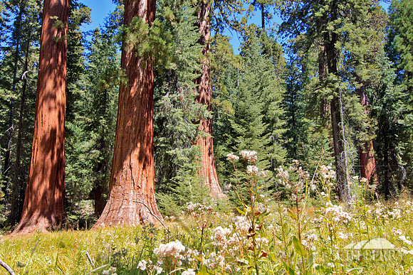 Mariposa Grove