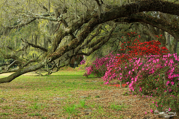Magnolia Gardens