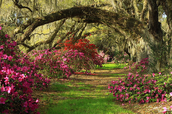 Magnolia Gardens