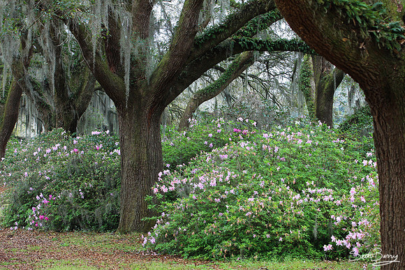 Charles Towne Landing