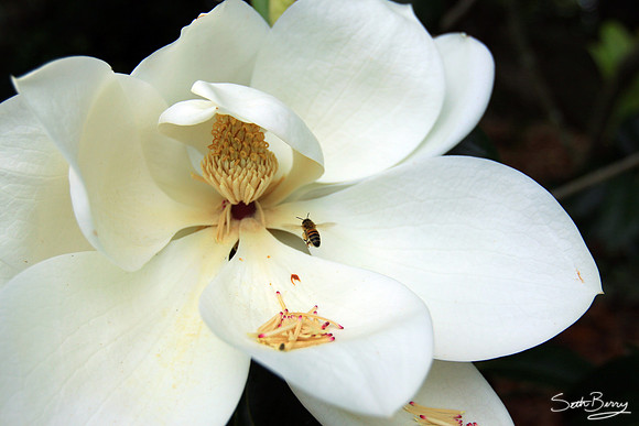 Redcliffe Plantation Magnolias