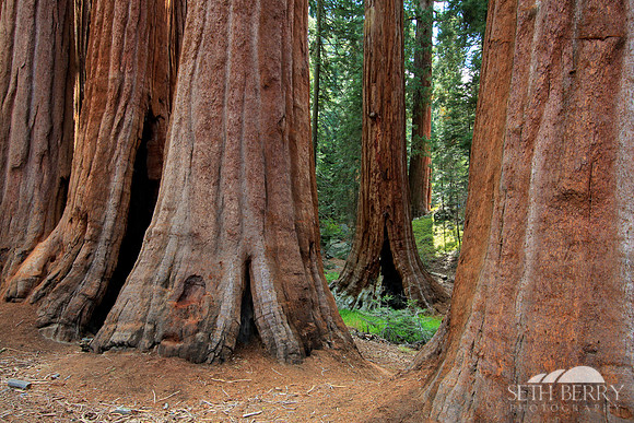 Grant Grove, Kings Canyon National Park