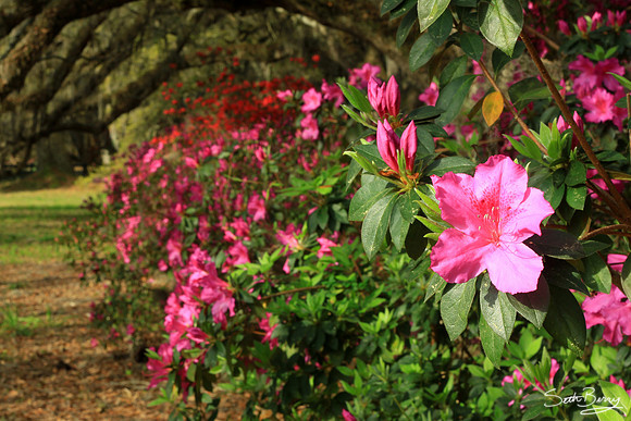 Magnolia Gardens