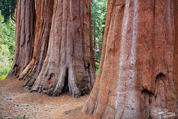 Grant Grove, Kings Canyon National Park