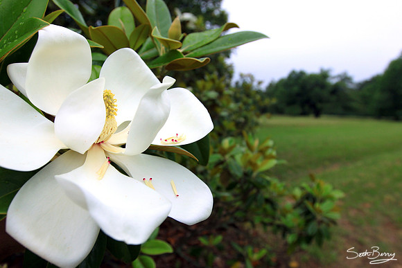 Redcliffe Plantation Magnolias