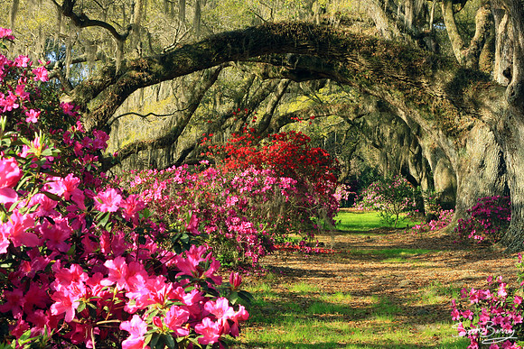 Magnolia Gardens