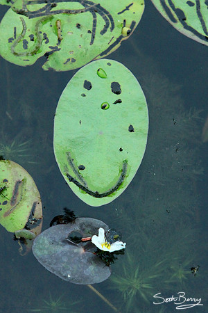 "Lily Pad"