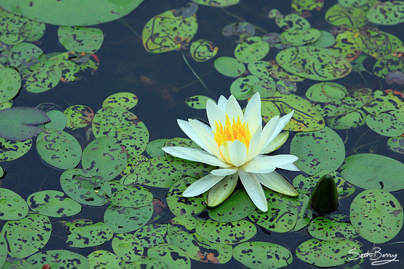 Aiken State Park Lily Pad