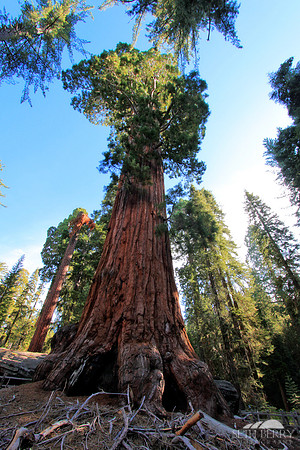 Giant Sequoia, Grant Grove