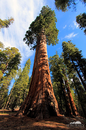 Grant Grove, Kings Canyon National Park