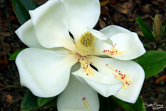 Redcliffe Plantation Magnolias