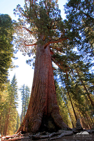 The Grizzly Giant