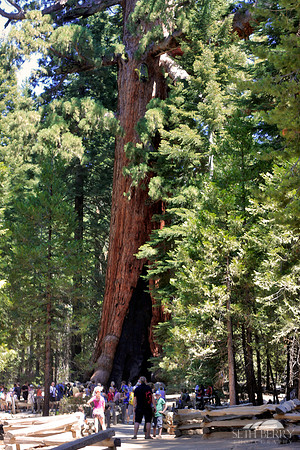 The Grizzly Giant