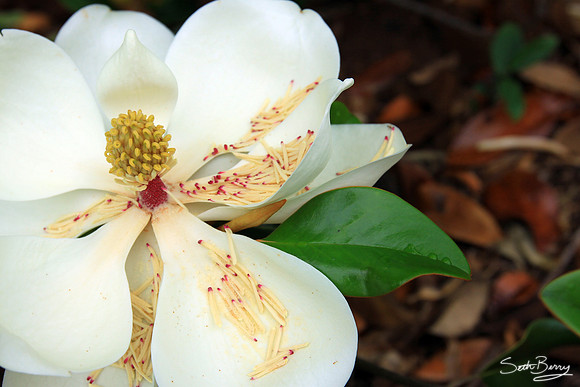 Redcliffe Plantation Magnolias