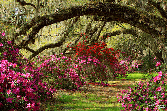 Magnolia Gardens