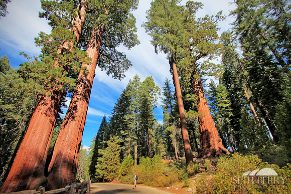 Grant Grove, Kings Canyon National Park