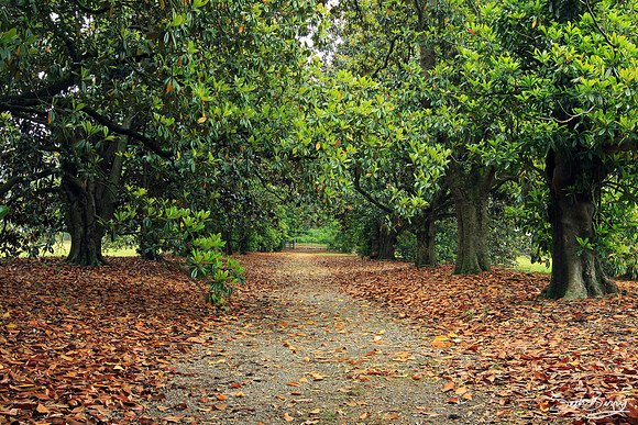 Magnolia Lane