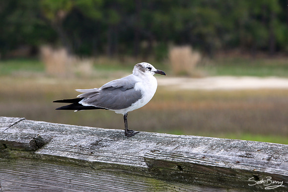 Hunting Island State Park