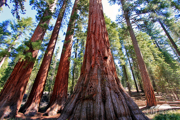 Mariposa Grove