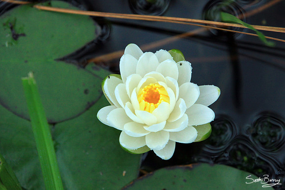 Aiken State Park Lily Pad