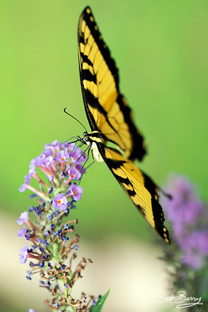Eastern Tiger Swallowtail Butterfly