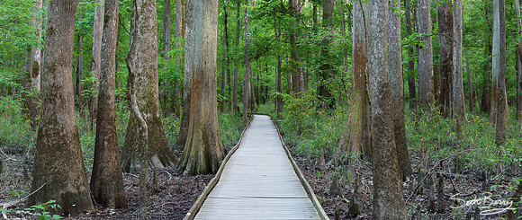 Congaree Early Spring