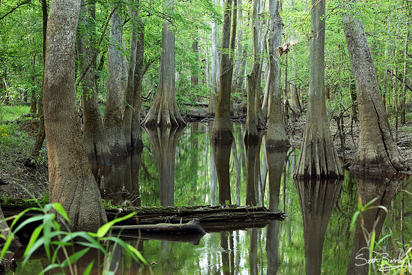 Congaree National Park