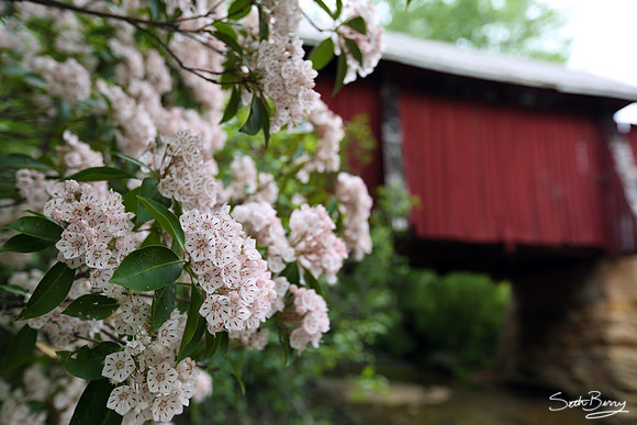 Campbell's Covered Bridge Mountain Laurel