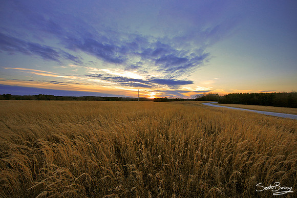 Fields of Gold