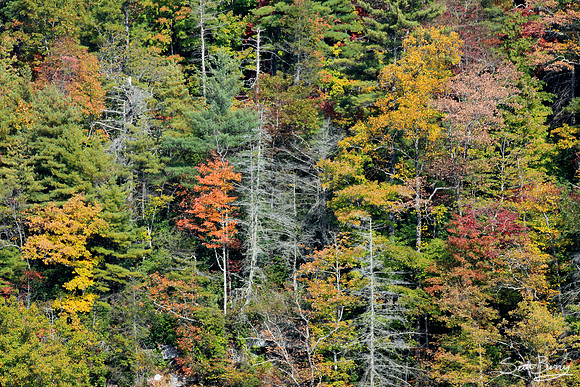 Autumn Trees